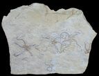 Brittle Star Mortality Plate - Solnhofen Limestone #6141-1